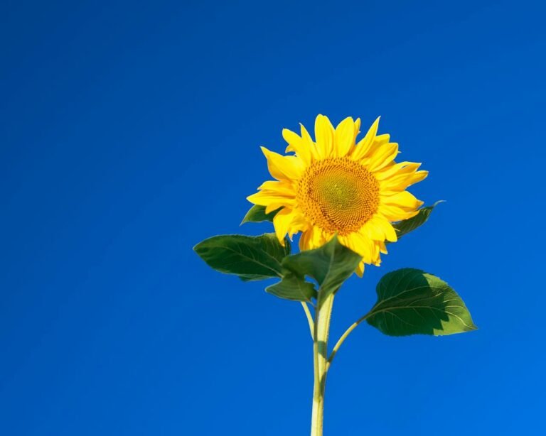 7 Brightness-Boosting Tips for Perfectly Lit Photos